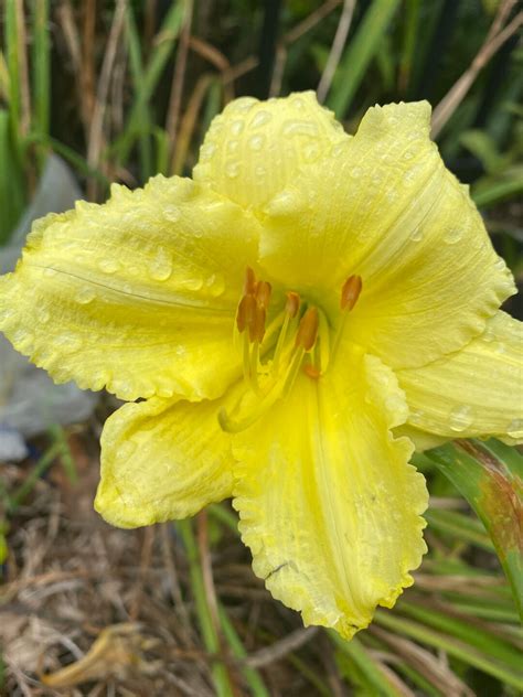 Stellar Secrets Behind Stella Odoro Revealed